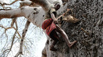 Bahati sammelt honig im affenbrotbaum